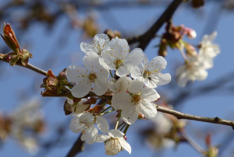 Blüte