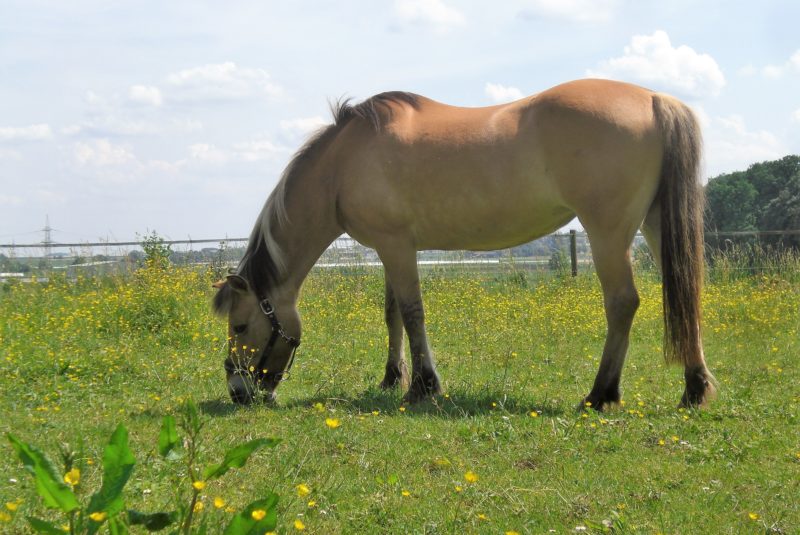 Ronja im Galopp