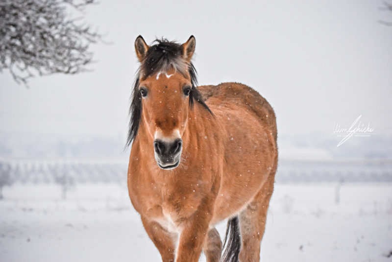 Ronja im Schnee
