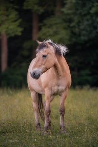 Ronja auf der Weide