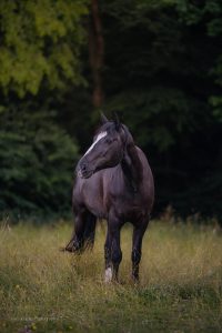 Wendy auf der Weide