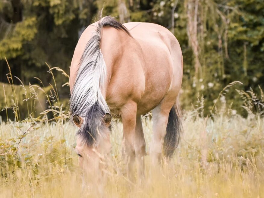 Helles Norwegerpony frisst Gras